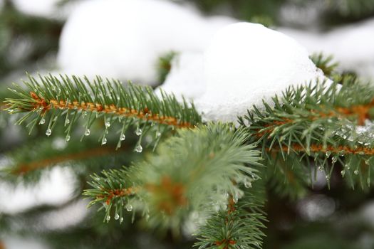 nole tree with snow for warm days