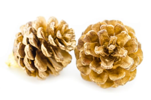 Two golden pine cones isolated on the white background