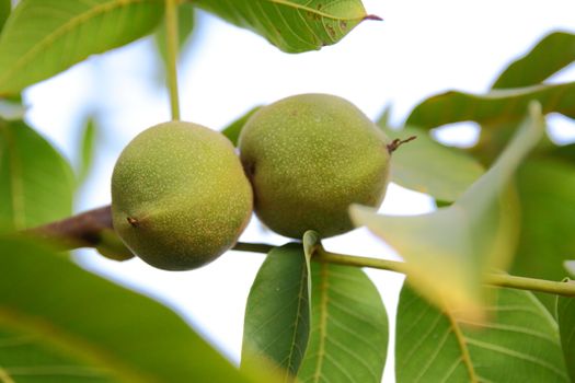 green walnut on tree for healthy nutrition