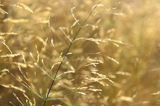 yellow grass background with sun and bokeh