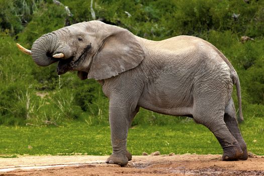 African elephant walking through dense bush in safari park.