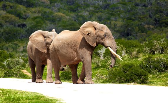 Two elephants walking on the road in a safari park in South Africa.