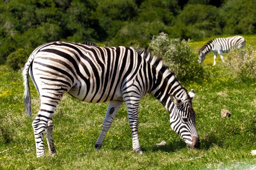 Zebras in a safari park in South Africa.