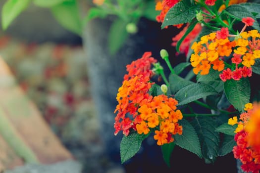 The background image of the colorful flowers, background nature