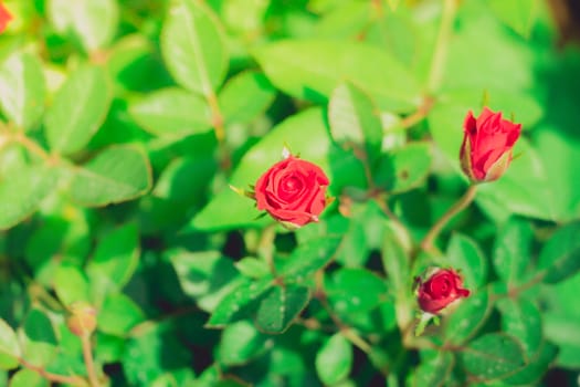 Roses in the garden filtered, Roses are beautiful with a beautiful sunny day.