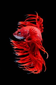 Betta fish, siamese fighting fish, betta splendens  isolated on black background