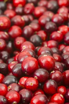 Cranberries in a pot on wooden background.