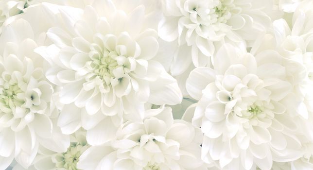 White chrysanthemum flowers.High key soft images

