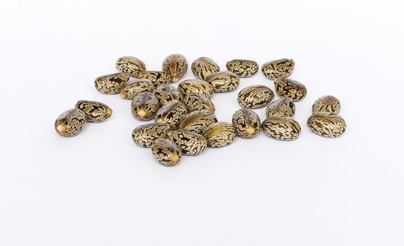 Castor oil seeds  (Ricinus Communis) isolated on white