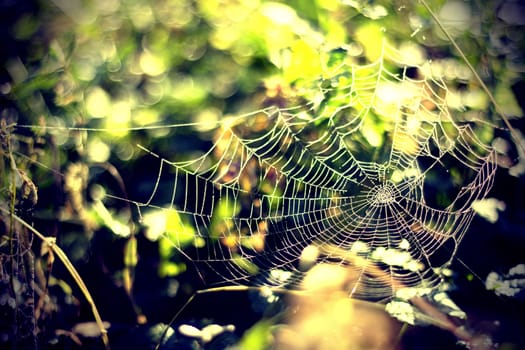 Spider Web in the morning with dew drops on a meadow, selective focus on some threads