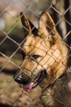 German Shepherd  dog behind a wire fence