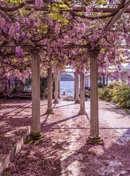 Beautiful front yard with pillars and wisteria flowers 