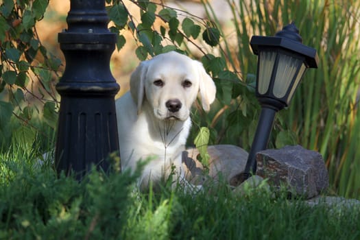 nice yellow labrador puppy playing in green grass in autumn