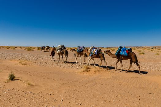 caravan of camels in the Sahara desert in Morocco