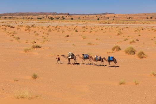 caravan of camels in the Sahara desert in Morocco