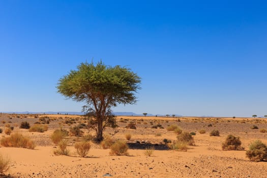 lonely tree on a background of mountains in the Sahara desert, Morocco