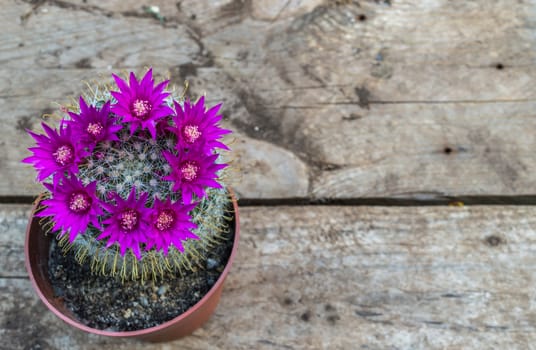 Beautiful blooming cactus on wooden background 