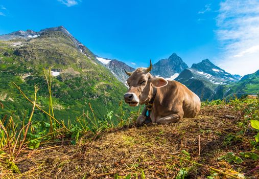 Alpine Region Cow. Switzerland, Europe. Swiss Alpine Landscape.