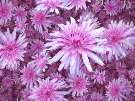 Purple white flowers background illustration
