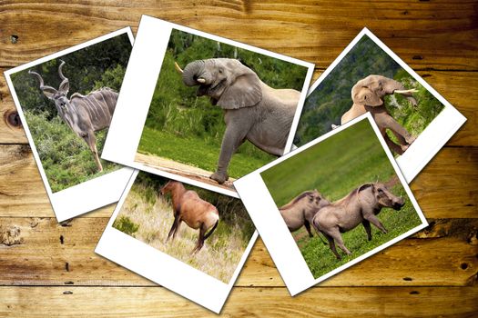 Collage of photos of African wild animals.