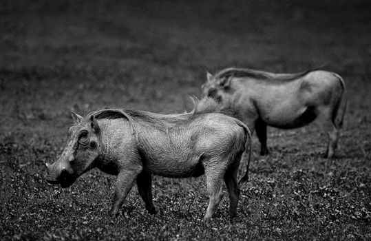 Warthogs feeding on a grass plane in a safari park in South Africa.