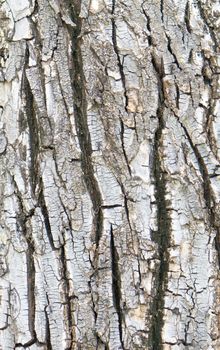 Crack bark in forest use as background or texture vintage style.