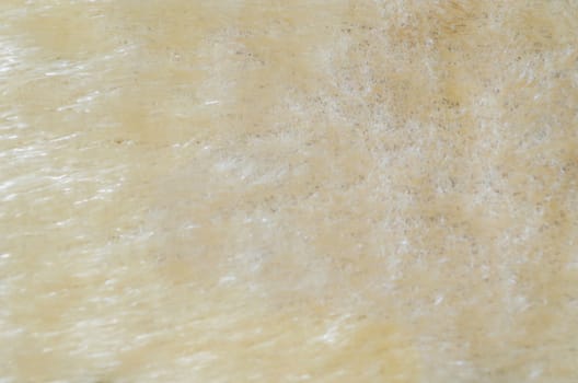 Closeup of a animal fur texture as background, texture.