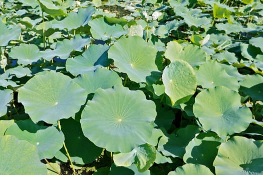 Lotus leaves on a pond in a sunny afternoon filling frame