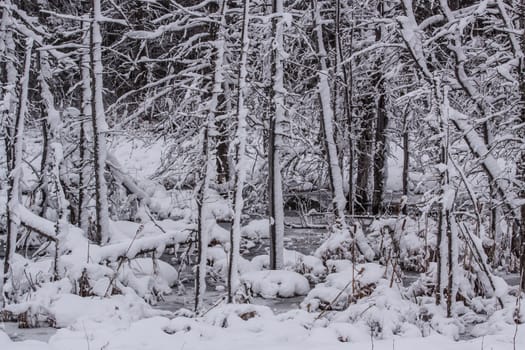 The wet snow of the first snowfall this season sticks to everything