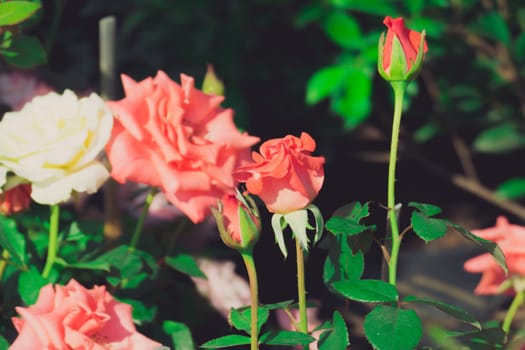 Roses in the garden filtered, Roses are beautiful with a beautiful sunny day.