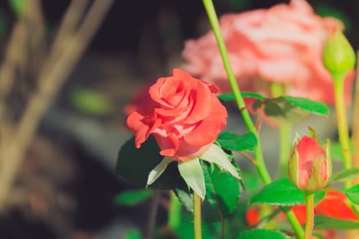 Roses in the garden filtered, Roses are beautiful with a beautiful sunny day.