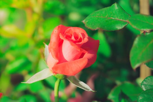 Roses in the garden filtered, Roses are beautiful with a beautiful sunny day.