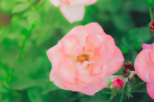 Roses in the garden filtered, Roses are beautiful with a beautiful sunny day.