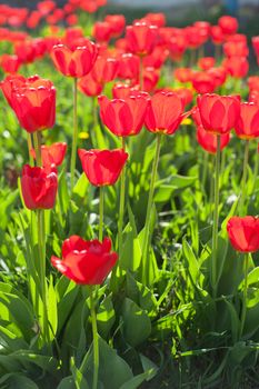 Field of red colored tulips with starburst sun