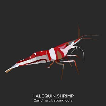 Halequin Shrimp on Black Background with scientific name.