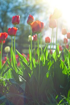 Field of red colored tulips with starburst sun