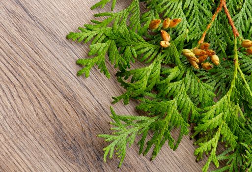 Fresh Branches and Cones of Thuja closeup on Textured Wooden background as Christmas Decoration Theme