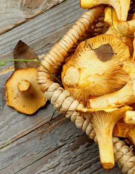 Perfect Raw Chanterelles Mushrooms with Grass and Leafs in Wicker Basket Cross Section on Rustic Wooden background