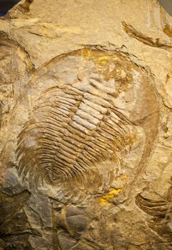 Fossil of a trilobate crustaceous with long horns