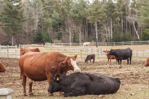 Happy cows seen in Chester,NS,along the lighthouse route