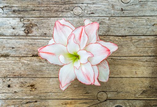 Beautiful amaryllis flower on wooden background 