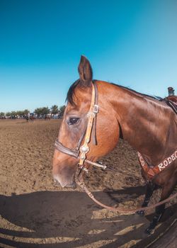 Rodeo horse stands in the foreground as rodeo is happening in the arena.