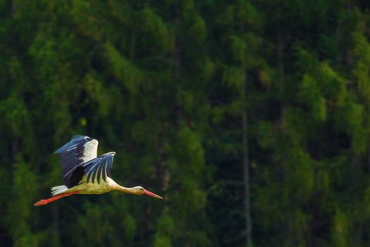 Flying Large White Stork Bird. Wild Birds Photo Collection.