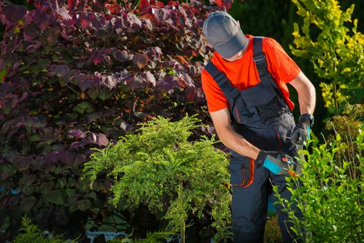 Gardener Working in a Garden. Plant Cutting, Also Known as Striking or Cloning.