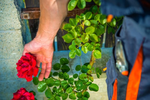 Taking Care of Red Roses. Gardener Checking on His Flowering Red Roses. Garden Works.