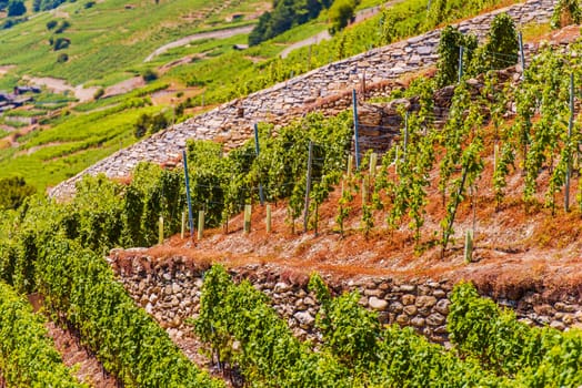 Vineyard Hills of Switzerland. The Harvesting of Wine Grapes. Switzerland, Europe.