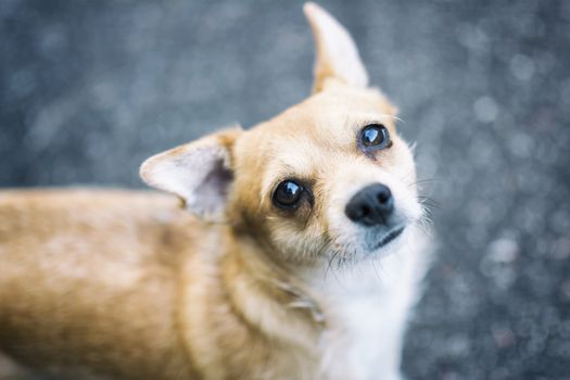 Portrait of a dog while playing