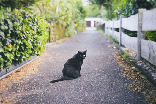 Black cat sitting in the middle of a narrow street