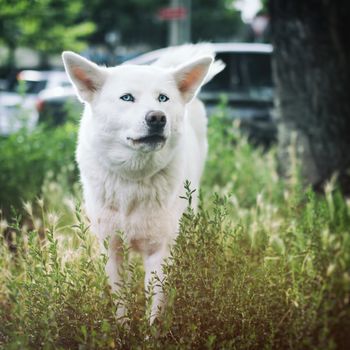 Dog standing in a grassy strip in the middle of a city