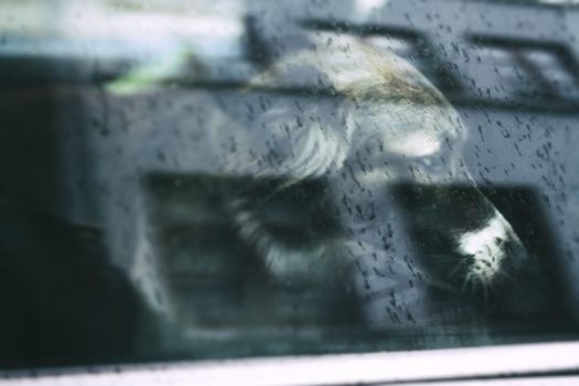 Car inside of a car, raindrops on the window